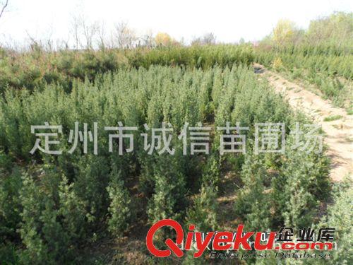 定州誠信苗圃場供應沙地柏塔快側(cè)柏等常綠類苗木