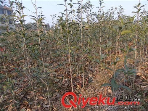 大量批發樹苗桂花樹 綠化苗木【朱砂桂】朱砂桂樹苗批發