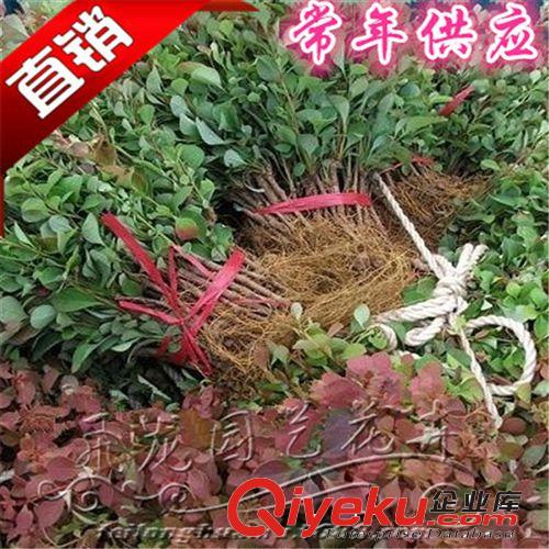 直銷優(yōu)質紅葉小檗苗木 園林綠化苗木 紅葉小檗小苗 灌木 基地直銷