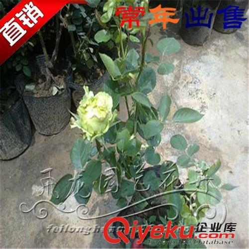基地直銷  月季 價格實惠 量大從優 貨比三家原始圖片3