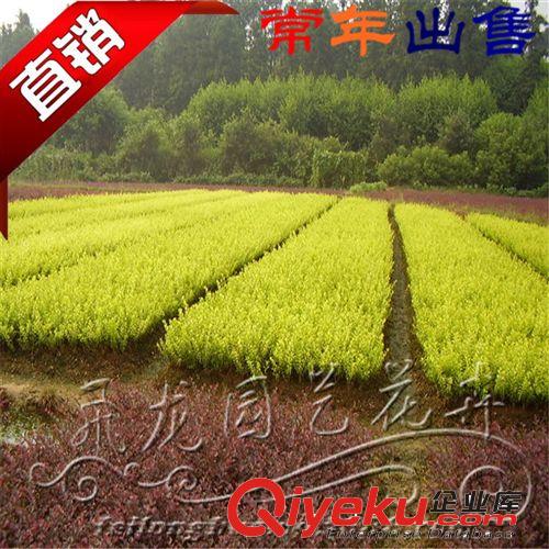 基地批發(fā) 金葉女貞 工程苗木 價(jià)格實(shí)惠原始圖片2