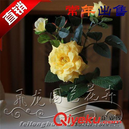 供應月季苗木 可盆栽 園林綠化植物原始圖片2