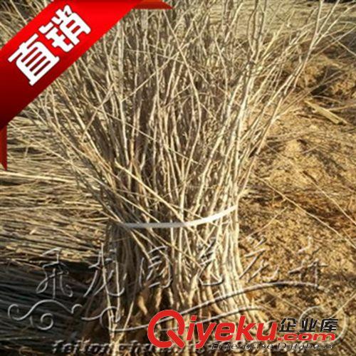 盆栽植物/{ctr}野生黑枸杞樹苗 枸杞樹苗 野生枸杞庭院植物原始圖片2
