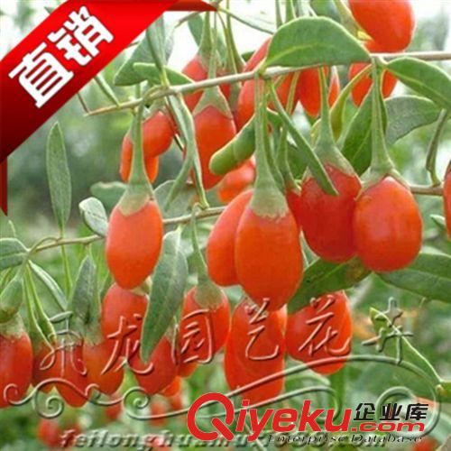 盆栽植物/{ctr}野生黑枸杞樹苗 枸杞樹苗 野生枸杞庭院植物原始圖片3
