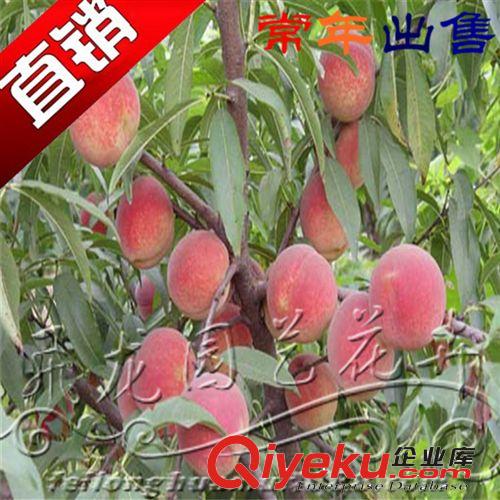 果樹苗 盆栽庭院桃樹苗【冬桃】雪桃苗 當(dāng)年結(jié)果 讓您四季有果吃原始圖片2