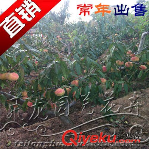 果樹苗 盆栽庭院桃樹苗【冬桃】雪桃苗 當(dāng)年結(jié)果 讓您四季有果吃原始圖片3