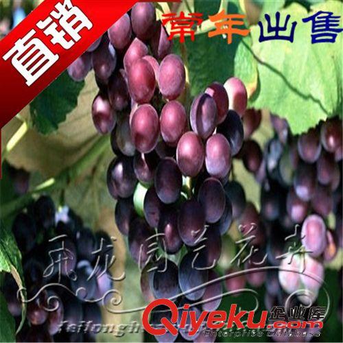 可盆栽果樹苗木 無核 葡萄樹 苗品種-美國紅提 葡萄苗