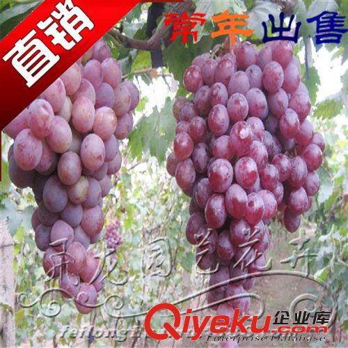 批發庭院果樹苗 新品種巨峰葡萄樹苗 南方北方種植盆栽地栽葡萄苗原始圖片2