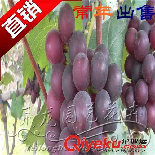 批發庭院果樹苗 新品種巨峰葡萄樹苗 南方北方種植盆栽地栽葡萄苗原始圖片3