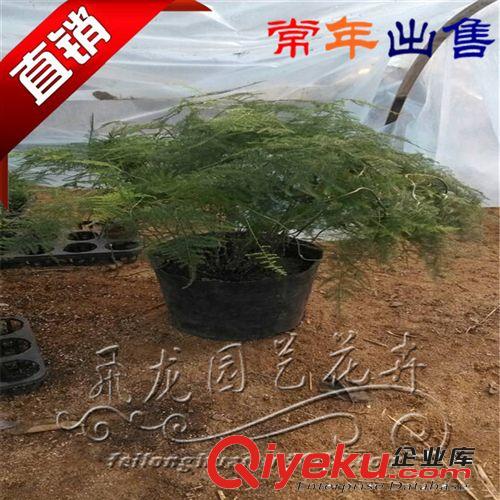 文竹   廠家低價供應  量多從優  貨比三家原始圖片2