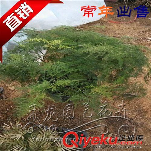 文竹   廠家低價供應  量多從優  貨比三家原始圖片3