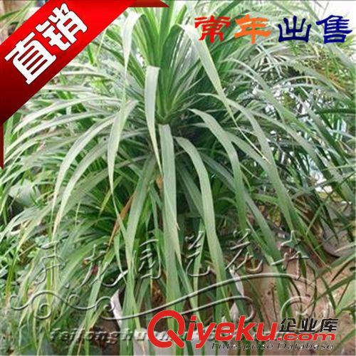 {zd1}價格基地出售 龍血樹木盆栽 成活率高原始圖片3