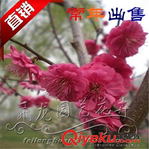 園林綠化苗木  臘梅  廠家低價直銷原始圖片2