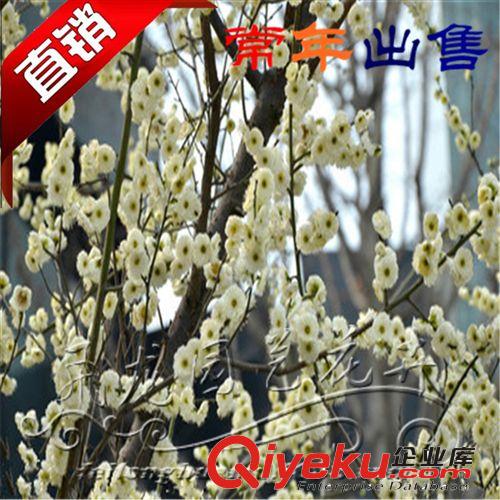 園林綠化苗木  臘梅  廠家低價直銷原始圖片3