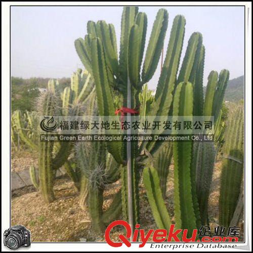 仙人柱 仙人掌科 肉質(zhì)植物原始圖片2