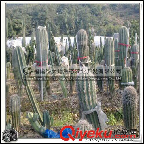 仙人柱 仙人掌科 肉質(zhì)植物原始圖片3