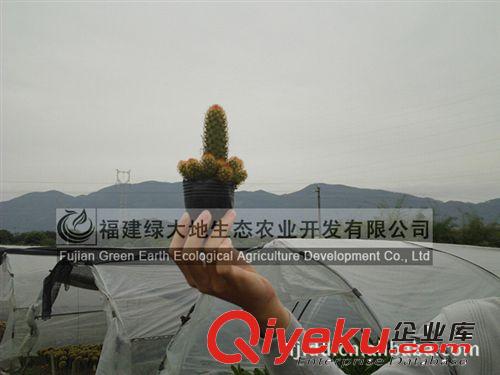 各種規(guī)格批發(fā) 仙人球 金手指 高度30公分以下原始圖片2