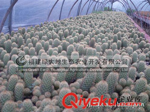 各種規(guī)格批發(fā) 仙人球 金手指 高度30公分以下原始圖片3