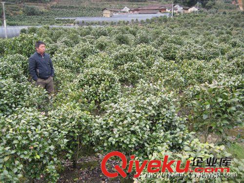 供應(yīng)地徑4-5公分優(yōu)質(zhì)(赤丹)茶花 茶花球 茶花樹(shù)苗 茶花盆景