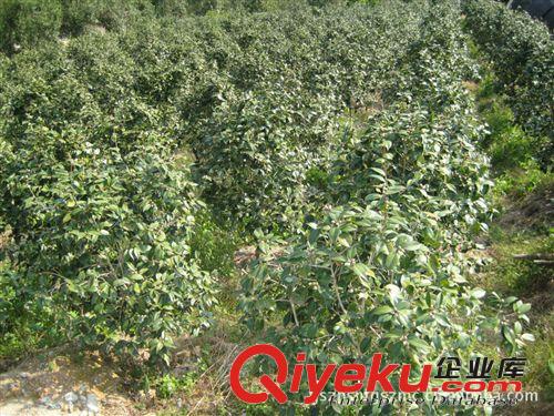 供應(yīng)地徑4-5公分優(yōu)質(zhì)(赤丹)茶花 茶花球 茶花樹(shù)苗 茶花盆景