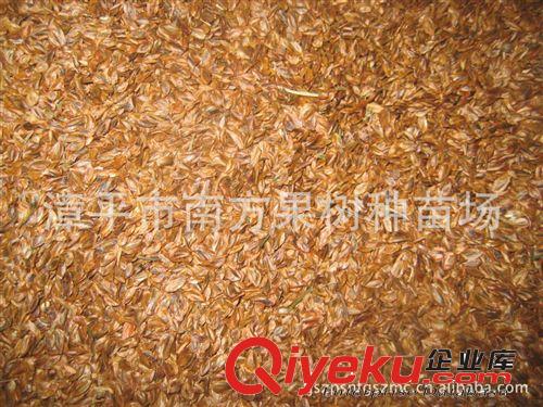 供應(yīng)蒲葵種子