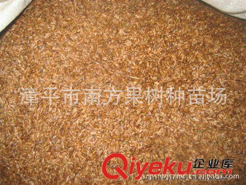 供應(yīng)柳杉種子原始圖片2