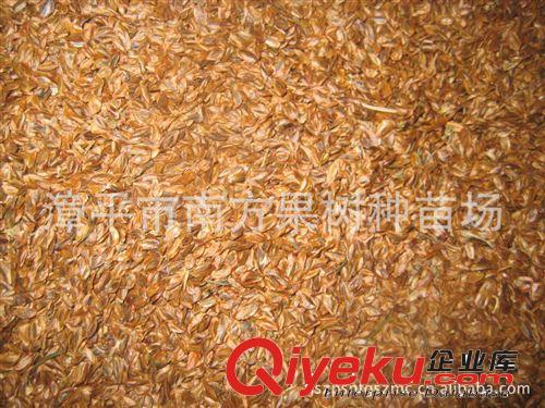 供應(yīng)柳杉種子原始圖片3