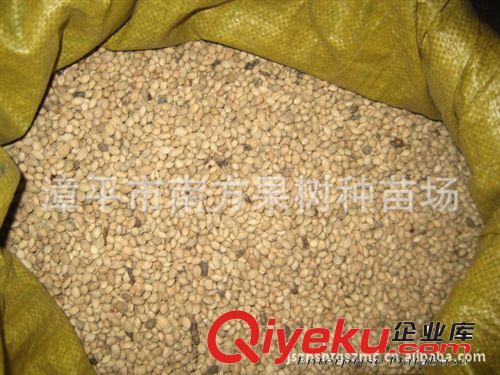 供應綠化苗木種子   櫻花種子