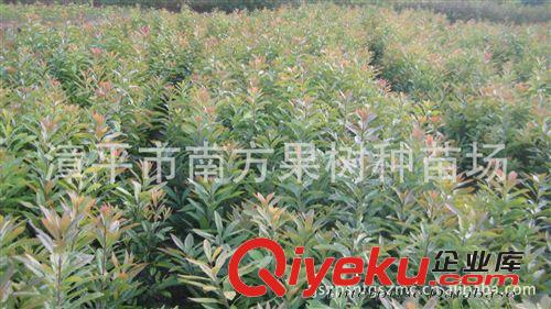 供應(yīng)楊梅實生苗 楊梅苗原始圖片3