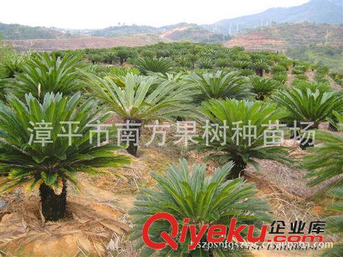 供應桿高40公分鐵樹苗　　蘇鐵樹苗　　福建蘇鐵