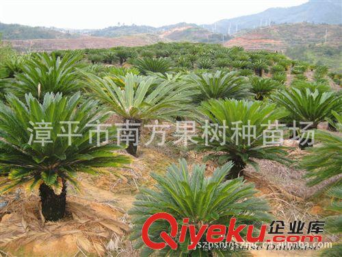 供應桿高40公分鐵樹苗　　蘇鐵樹苗　　福建蘇鐵