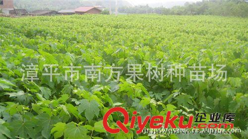 供應苗木 油桐樹苗 千年桐樹苗 桐油樹苗