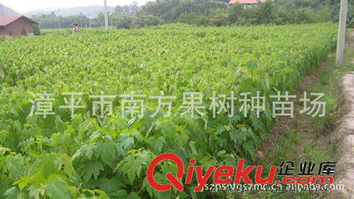 供應苗木 油桐樹苗 千年桐樹苗 桐油樹苗