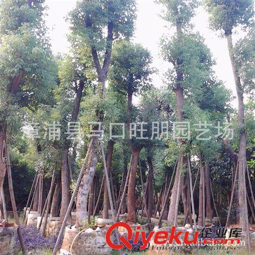 優(yōu)質(zhì)移植香樟木 米徑20公分移植香樟批發(fā)