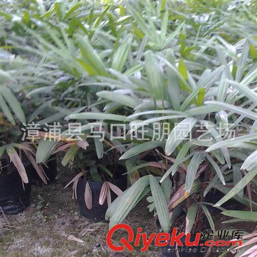 福建鐵樹袋苗價格優(yōu)惠 蘇鐵批發(fā)