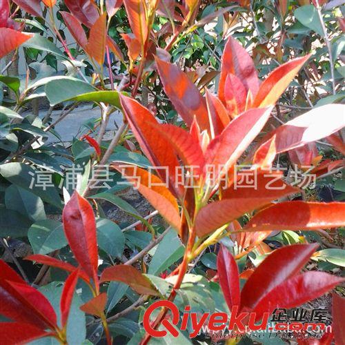 低價處理紅葉石楠球 移植袋苗 苗木原始圖片2