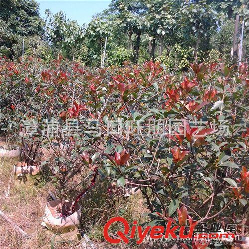 低價處理紅葉石楠球 移植袋苗 苗木原始圖片3