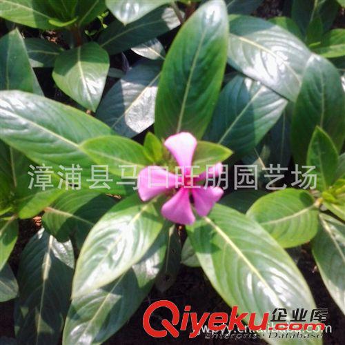 室內花卉{sx}合果芋 色澤清麗 批發優質合果芋