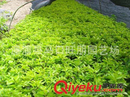 長期供應物美價廉黃心梅（黃金葉）原始圖片3