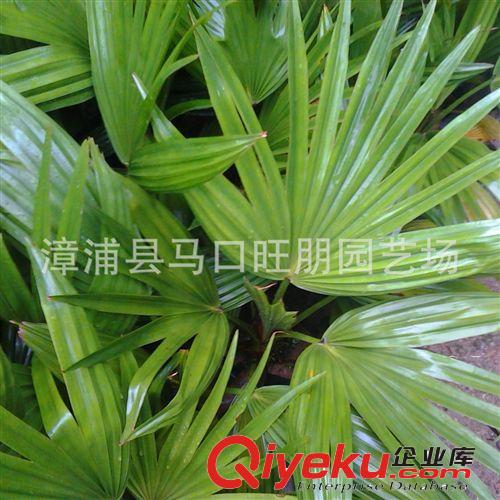 福建漳州蒲葵 農戶低價直銷 批發優質矮蒲葵原始圖片2