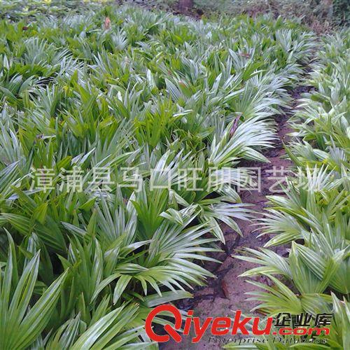 福建漳州蒲葵 農戶低價直銷 批發優質矮蒲葵原始圖片3