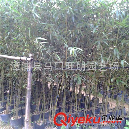 福建漳州竹子價(jià)格 批發(fā)優(yōu)質(zhì)剛竹袋苗