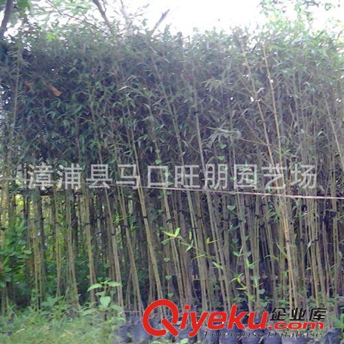 福建漳州竹子價(jià)格 批發(fā)優(yōu)質(zhì)剛竹袋苗