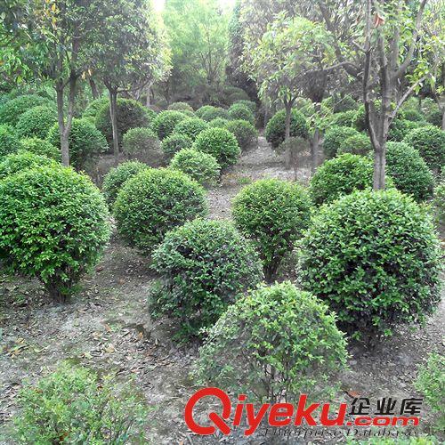 大量批發(fā)供應四川成都溫江綠化苗木優(yōu)質(zhì)彩葉灌木小葉女貞球