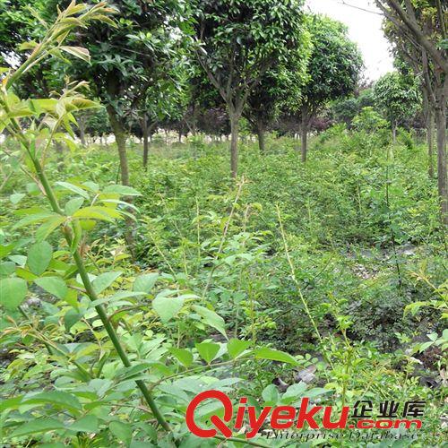 大量批發(fā)四川成都溫江攀援藤本棚架涼亭墻體專用無刺粉花薔薇