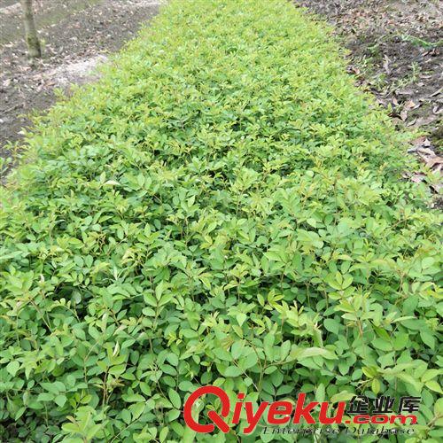 大量批發(fā)四川成都溫江攀援藤本棚架涼亭墻體專用無刺粉花薔薇