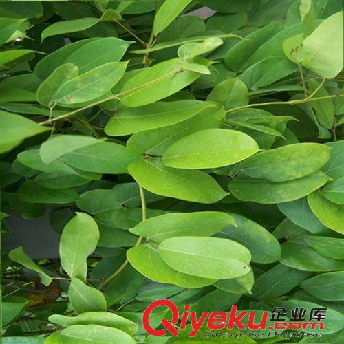 大量批發供應溫江苗木城鄉綠化苗木優質藤本植物油麻藤原始圖片2