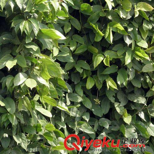 大量批發供應溫江苗木城鄉綠化苗木優質藤本植物油麻藤原始圖片3