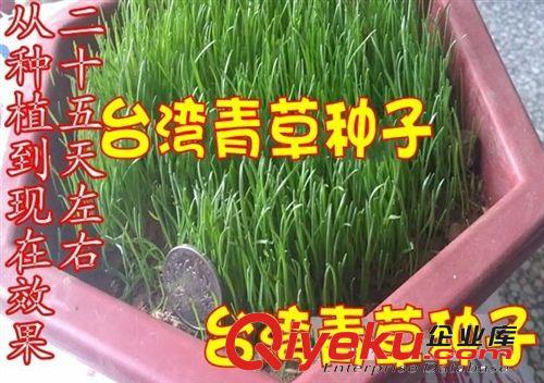 獵狗5號草坪種子 四季青草坪種子 別墅庭院草籽 耐踐踏 四季播種