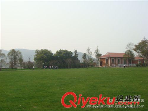 批發(fā)護坡王草坪種子 四季青草坪種子護坡專用草籽護坡王 耐踐踏